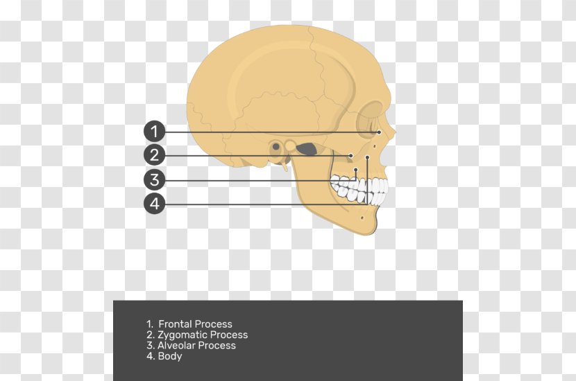 Jaw Product Design Angle Skull - Diagram - Condyloid Process Transparent PNG