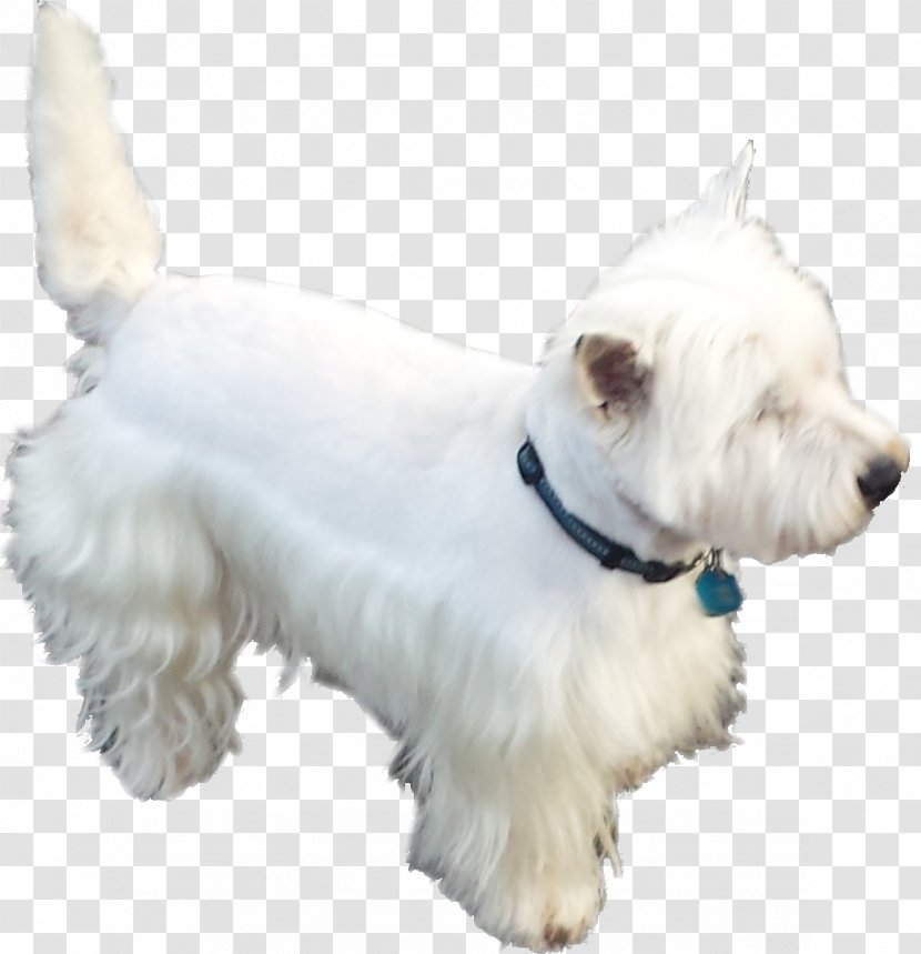 West Highland White Terrier Scottish Miniature Schnauzer Standard Companion Dog - Breed - Puppy Transparent PNG