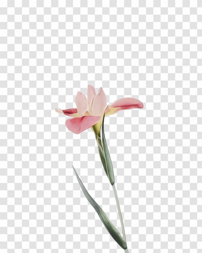Flowering Plant Flower Pink Petal - Amaryllis Belladonna Stem Transparent PNG