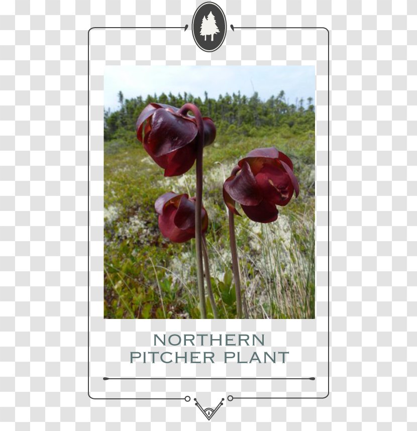 Garden Roses The Poppy Family Petal - Rose Order - Pitcher Plant Transparent PNG