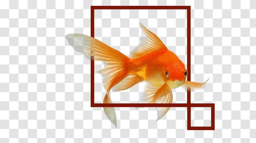 Stock Photography Common Goldfish Shutterstock Aquarium Image - Fin Transparent PNG