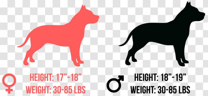 Dog Breed Cat Puppy American Pit Bull Terrier - Tail - Bullfrog Transparent PNG