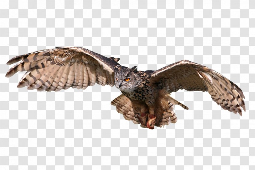 Great Horned Owl Bird Tawny Eurasian Eagle-owl Transparent PNG