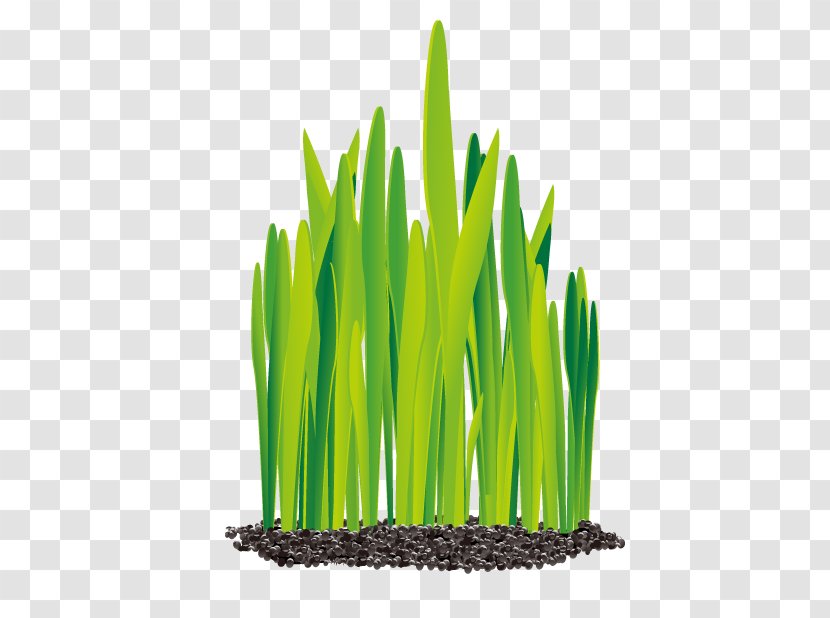 Euclidean Vector Ai Network Icon - Soil - Growing Garlic Transparent PNG