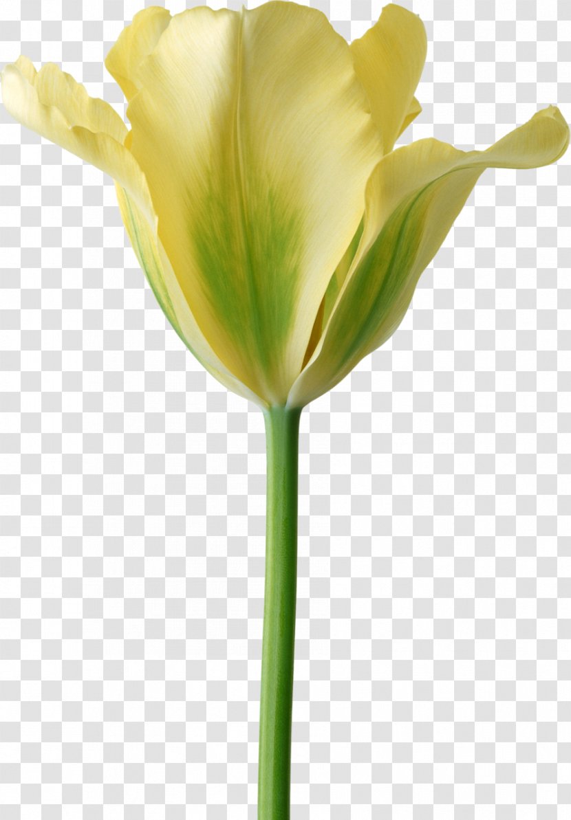 Tulip Cut Flowers Desktop Wallpaper - Flower Transparent PNG