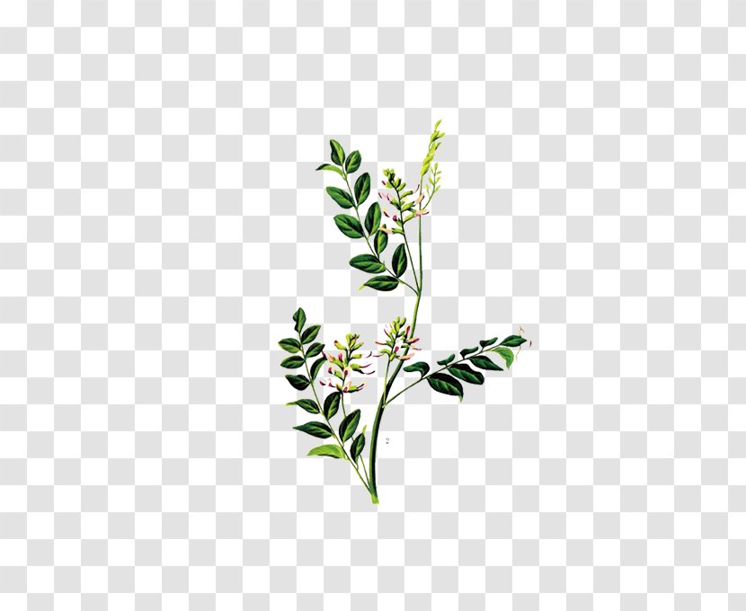 Liquorice Glycyrrhiza Uralensis Artemisia Argyi Herb Plant - Chinese Herbology Transparent PNG