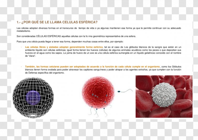 Cell Sphere Shape Drawing Spherical Coordinate System - Manifold Transparent PNG