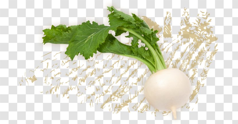 Vegetable Cartoon - Turnip - Ingredient Culantro Transparent PNG