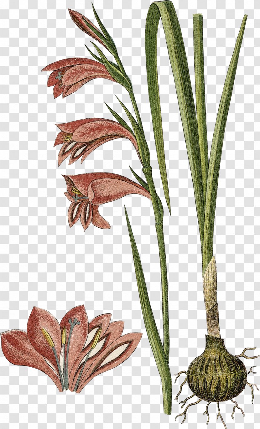 Gladiolus Palustris Bulb Stock Photography - Flowering Plant Transparent PNG