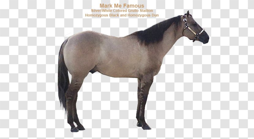 Mustang Belgian Warmblood Horse American Quarter Barb - Standardbred Transparent PNG