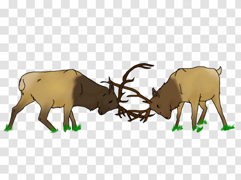 Elk Deer Drawing Antler - Terrestrial Animal - Fighting Transparent PNG