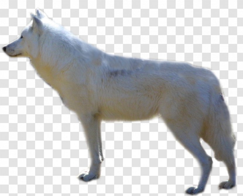 Alaskan Malamute Arctic Wolf Fox Tundra Transparent PNG