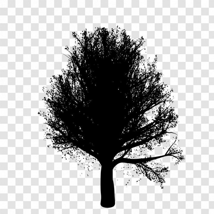 Oak Tree Silhouette - Trunk - Plant Stem Deciduous Transparent PNG