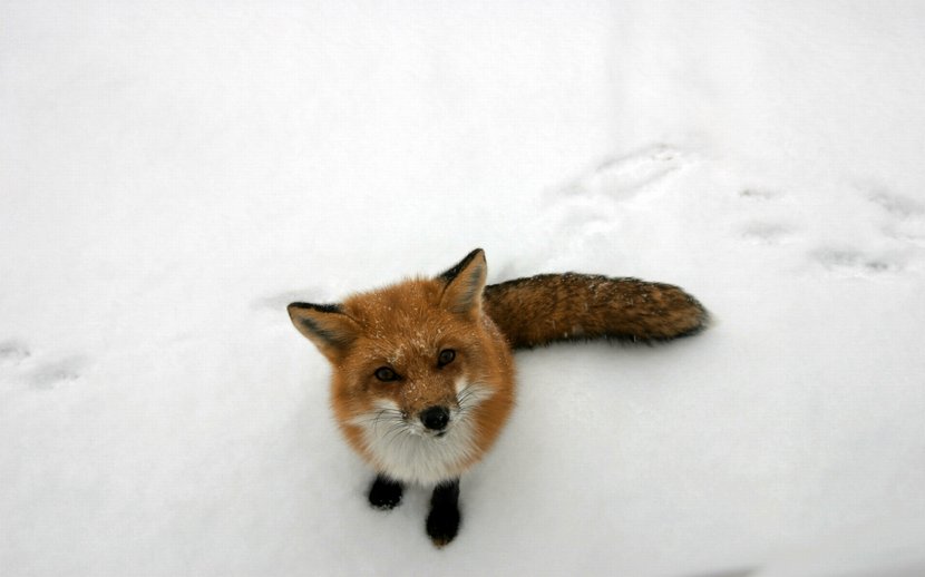 Arctic Fox Snow Winter Animal - Hvga Transparent PNG