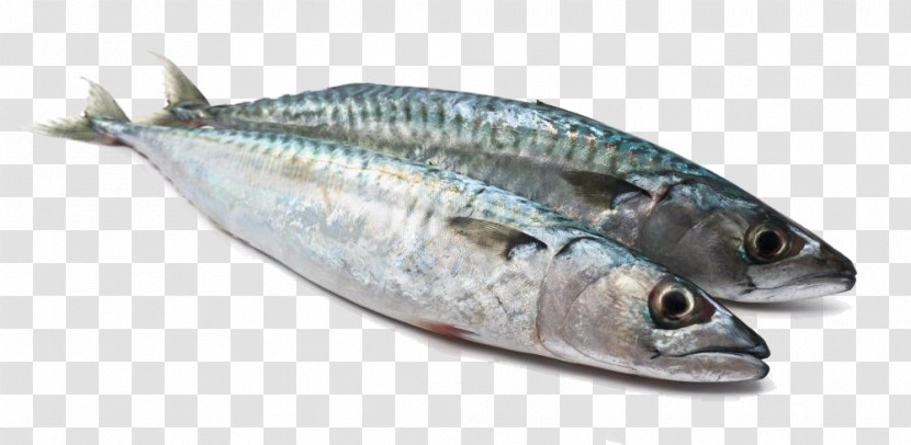 Fish Fish Fish Products Oily Fish Herring Transparent PNG