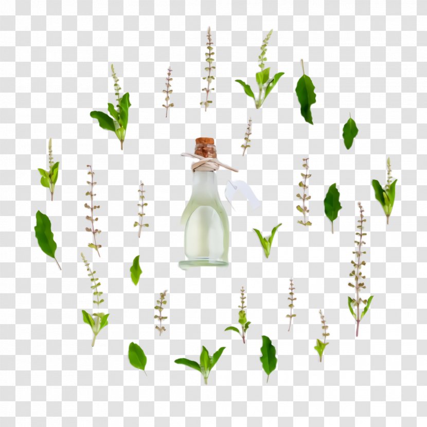 Green Leaf Bottle Plant Grass - Vascular - Lily Of The Valley Transparent PNG