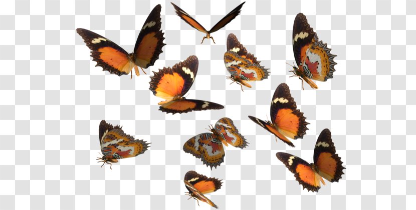 Monarch Butterfly Greta Oto Clip Art - Fauna - Real Cliparts Transparent PNG