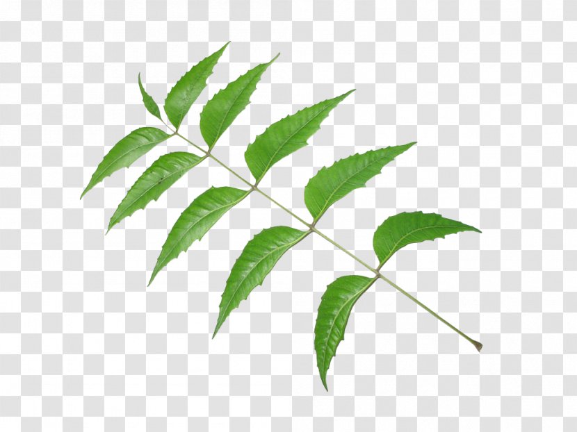 Neem Tree Oil Leaf Pimenta Racemosa Transparent PNG