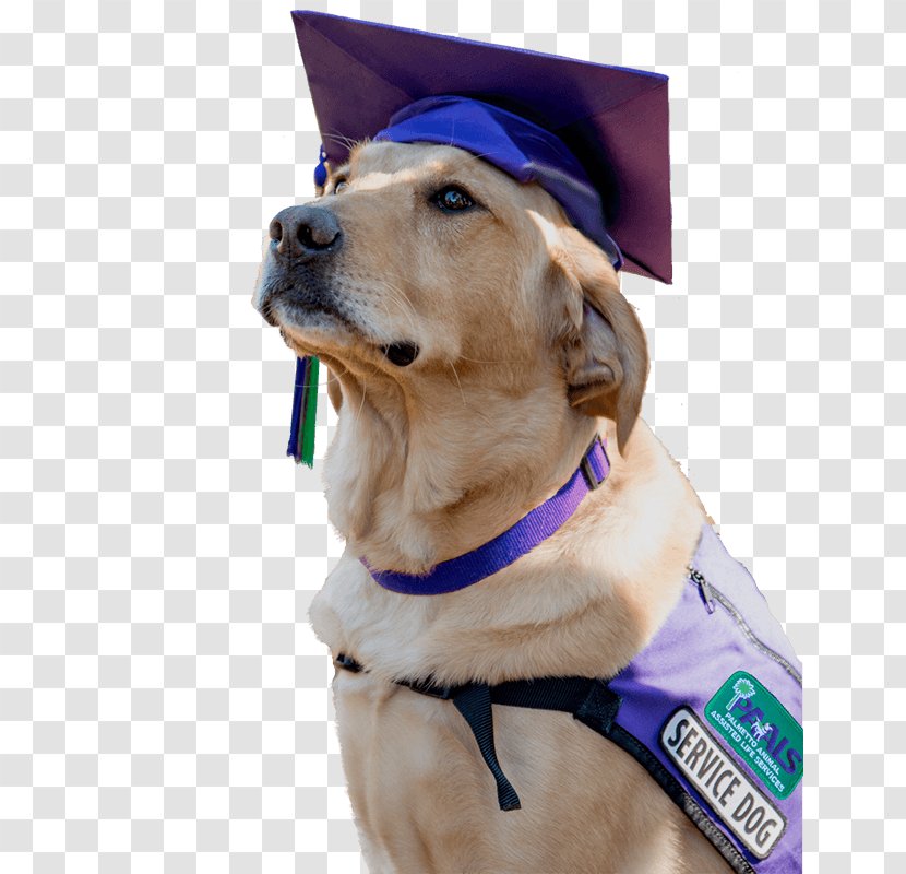 Golden Retriever Puppy Service Dog Breed - Clothes - Graduation Photo Transparent PNG