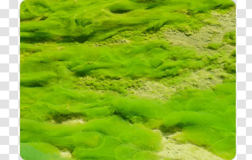 Green Algae Protist Algal Bloom Red - Grassland - Plant Transparent PNG
