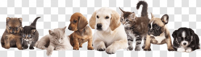 Puppy Pet Sitting Dog Kitten - Pets Transparent PNG
