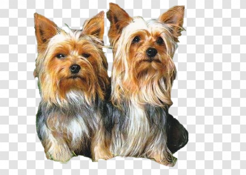 Yorkshire Terrier Australian Silky Norwich Morkie - Dog Like Mammal Transparent PNG