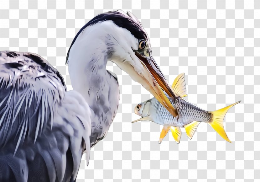 Bird Beak Great Blue Heron Pelecaniformes - Wildlife Ciconiiformes Transparent PNG