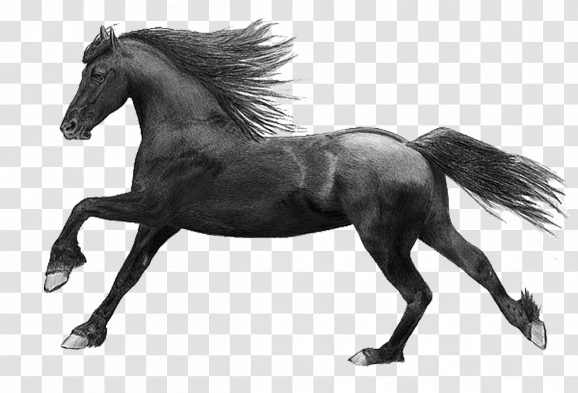 Mane Mustang Stallion Mare Pony - Nursery School - Horse Black Transparent PNG