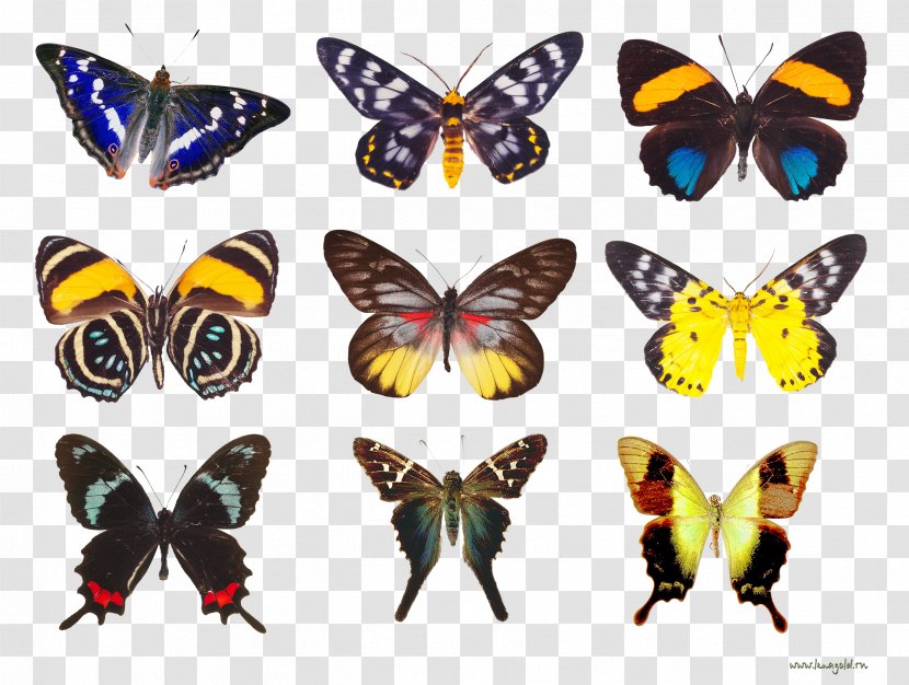 Butterfly Moth Insect Nymphalidae Clip Art - Invertebrate Transparent PNG