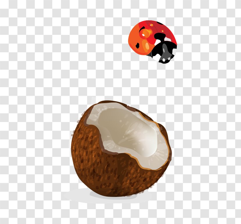 Coconut - Cartoon - Vector Shell Transparent PNG