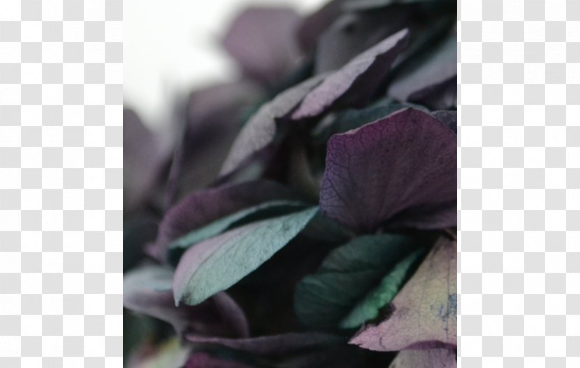 Close-up - Purple - Hortensie Transparent PNG