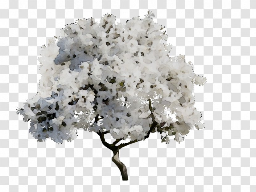 Branching - Viburnum Transparent PNG