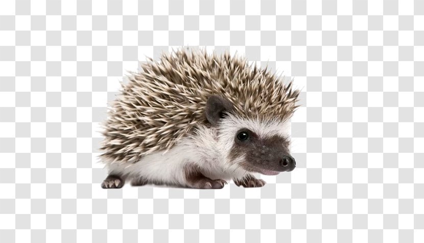 Four-toed Hedgehog Stock Photography Domesticated Royalty-free Stock.xchng - Shutterstock - Free To Pull The Material Pictures Transparent PNG