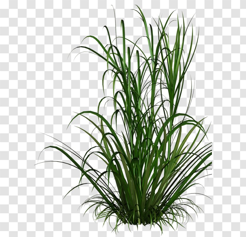 Ornamental Grass Grasses Lawn Plant - Evergreen Transparent PNG