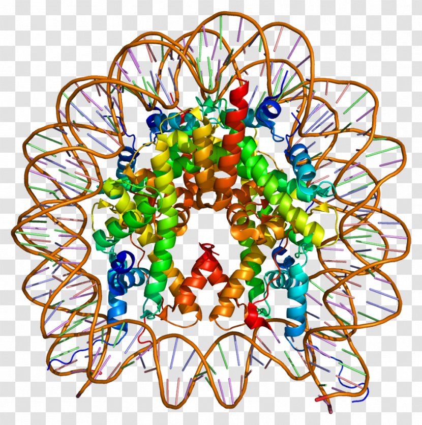 H2AFZ Histone H2A Nucleosome Code - Art - Dna Transparent PNG