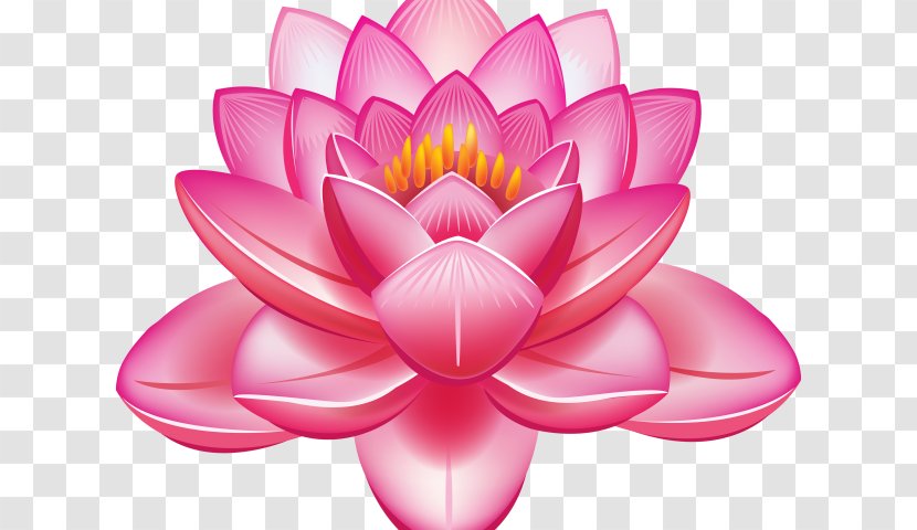 Lotus - Family - Water Lily Plant Transparent PNG