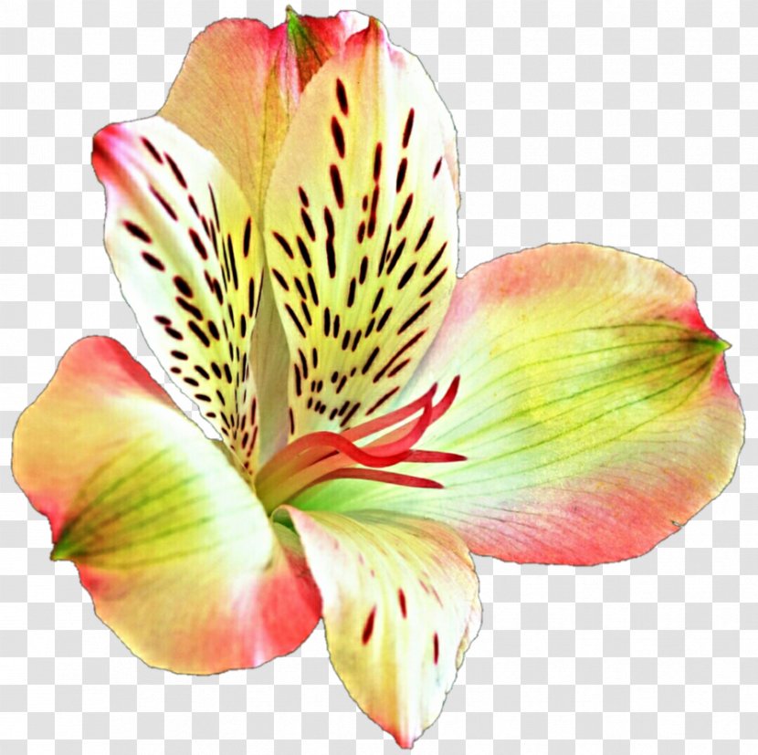Lily Of The Incas Flower Desktop Wallpaper Lilium Transparent PNG