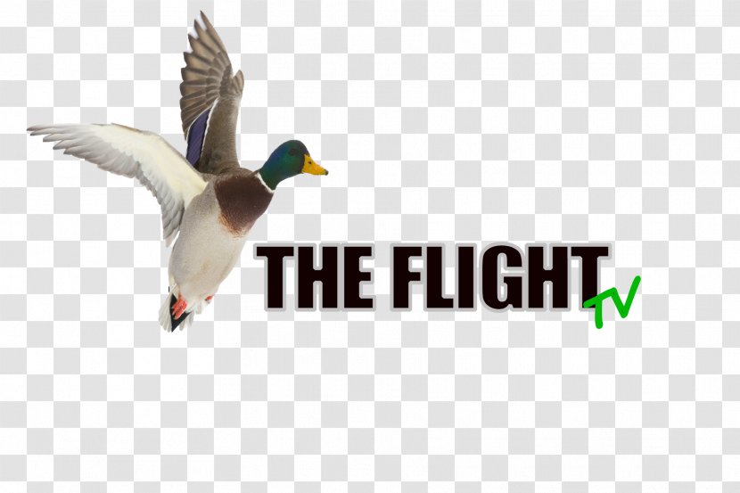 Mallard Duck Advertising Logo Beak Transparent PNG