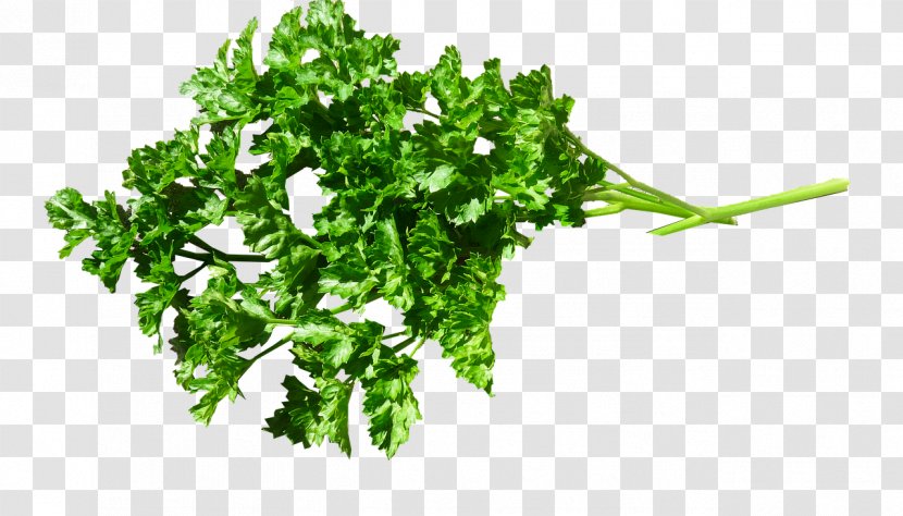 Parsley Food Herb Health Drink - Leaf - зелень Transparent PNG