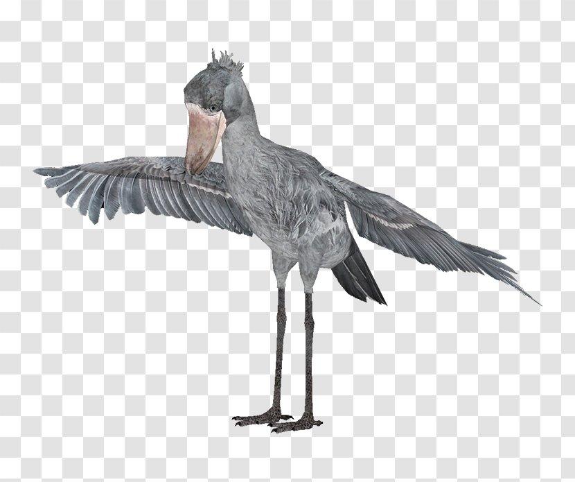 Shoebill Heron Bird Beak Animal - Pelecaniformes - Balaeniceps Transparent PNG