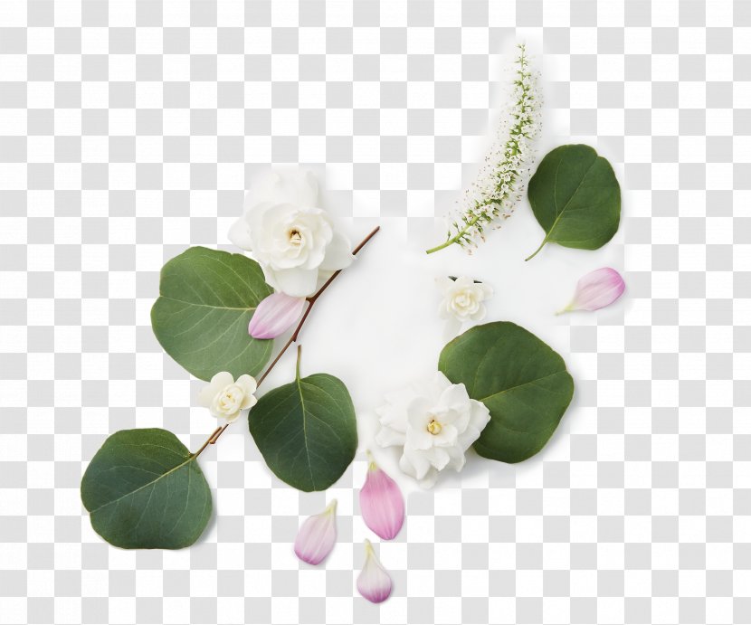 Jewellery Rose Family - Flowering Plant Transparent PNG