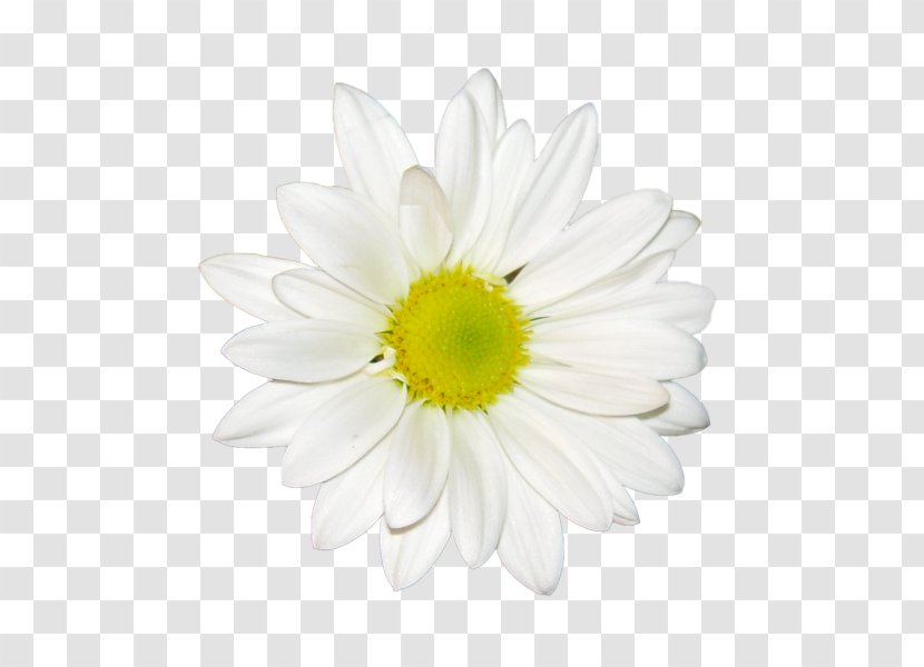 Chrysanthemum Tea Clip Art - White Transparent PNG
