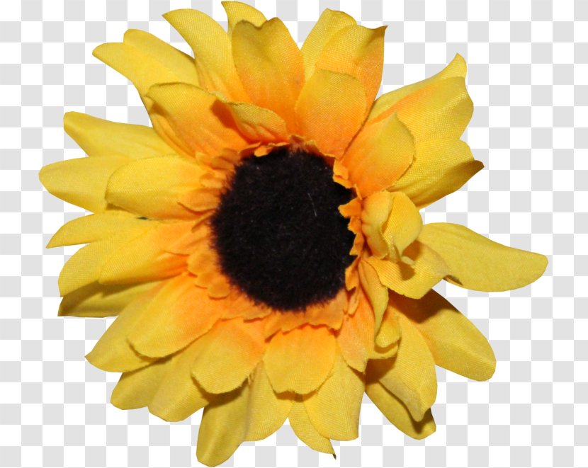 Art Sunflower M Drawing Flickr - Yellow - Decorative Arts Transparent PNG