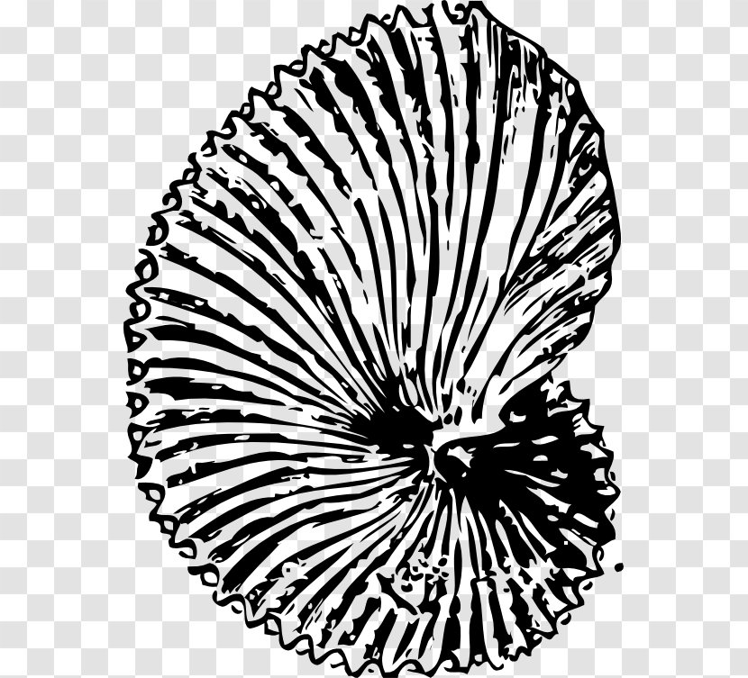 Dinosaur Fossils Seashell Ammonites Clip Art Transparent PNG