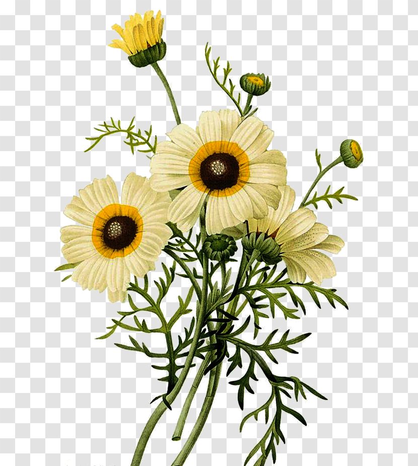 Common Daisy Botanical Illustration Chrysanthemum - Flora - Small Bouquets Transparent PNG