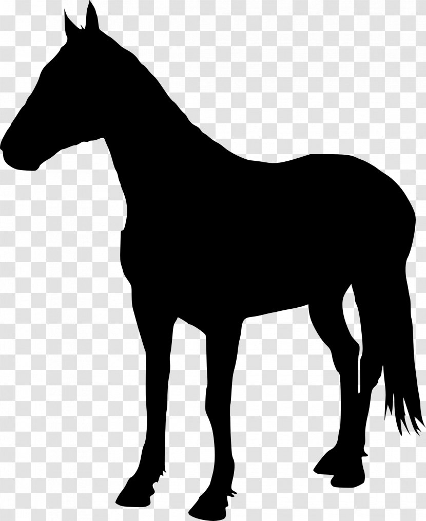 American Quarter Horse Stallion Pony Halter Silhouette - Mule - 5 Transparent PNG