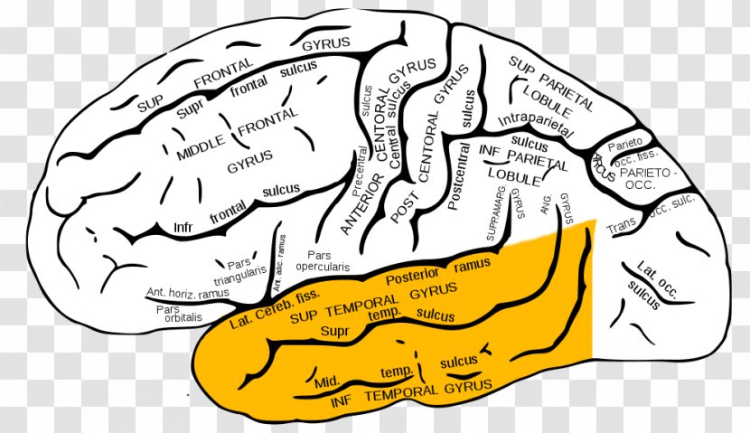 Temporal Lobe Epilepsy Lobes Of The Brain Inferior Gyrus - Watercolor Transparent PNG