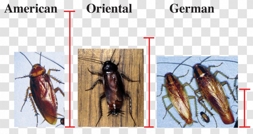 German Cockroach Insect Mosquito American - Oriental Transparent PNG