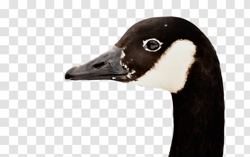 Bird Canada Goose Beak Duck Goose Transparent PNG