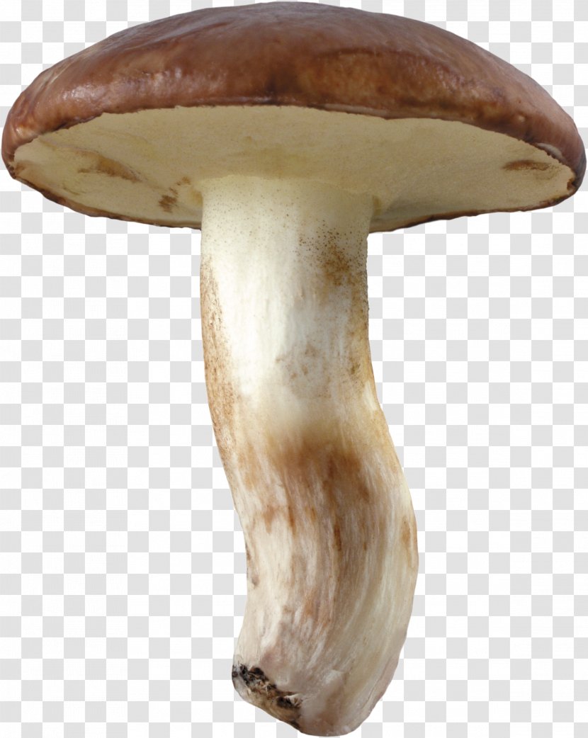 Suillus Luteus Pleurotus Eryngii Boletus Edulis Agaricus Campestris Mushroom - Medicinal - Mushrooms Transparent PNG